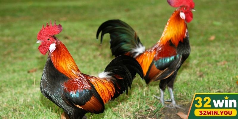 Những quy định chung về thi đấu ở Đá gà